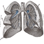 Płuca